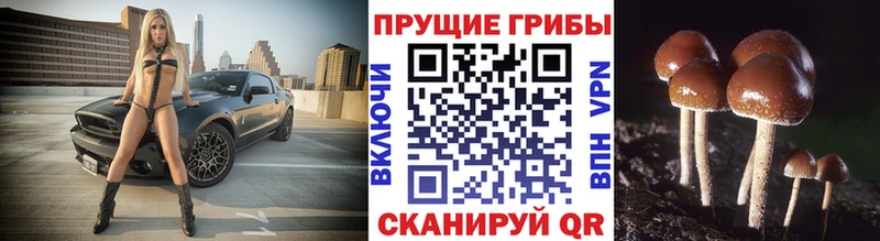 Галлюциногенные грибы ЛСД  купить наркотики цена  Жуков 